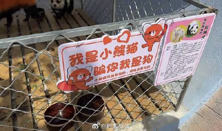 安徽一动物园用染色狗扮演熊猫 园方：现已撤走