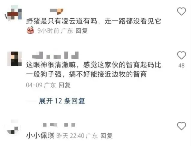 野猪在深圳梧桐山“职业乞讨”，景区回应→