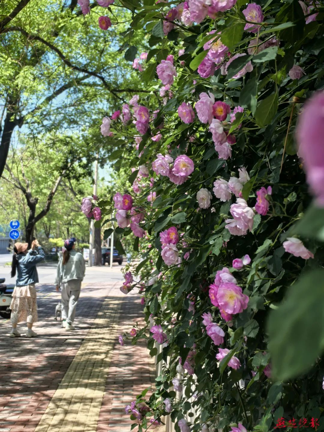 快来打卡！石家庄十几条蔷薇花街强势“出街”