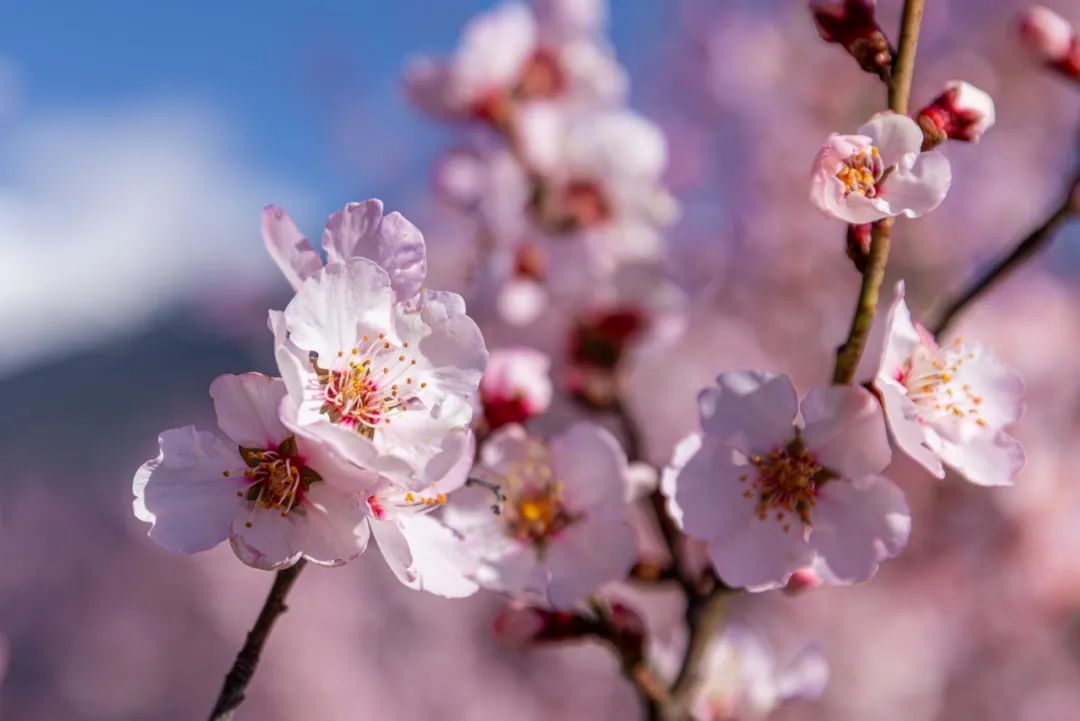献给雪域高原的林芝桃花，花期为何这么长？