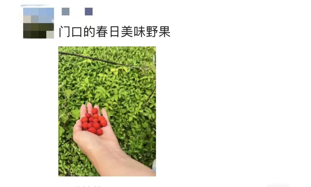 120元一斤！长沙人都出动了，随手摘一篮：满满的回忆杀