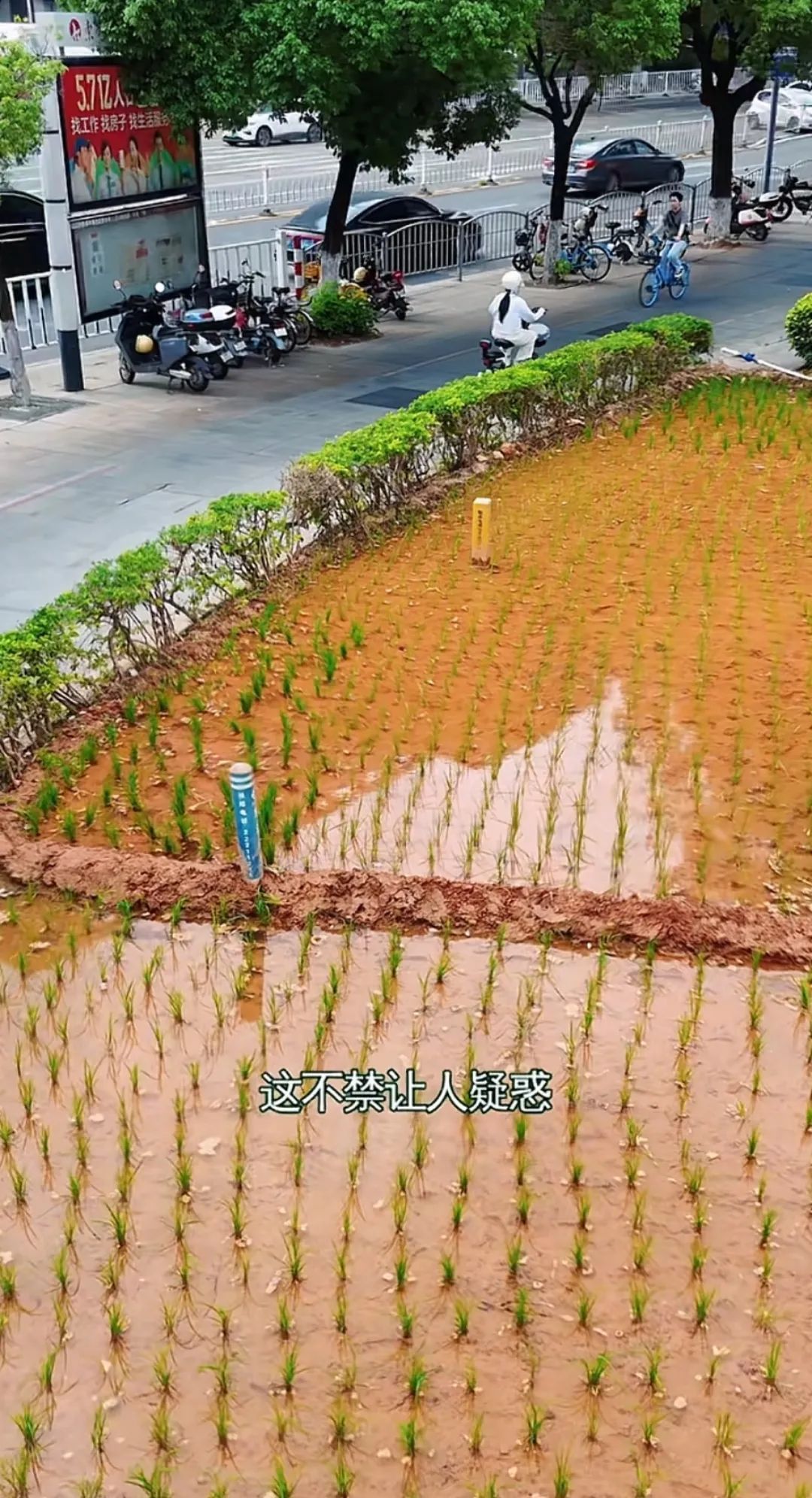 谁种的？东莞闹市区绿化带惊现水稻，家居广场：商户提的建议