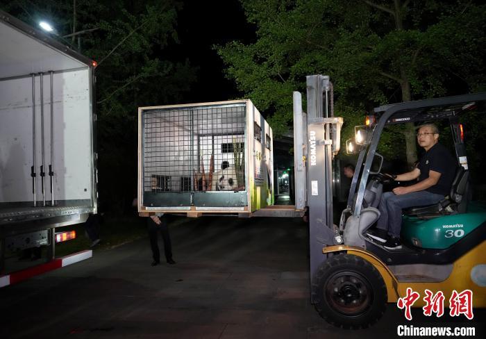 大熊猫“荷风”“兰韵”开启十年旅奥新生活