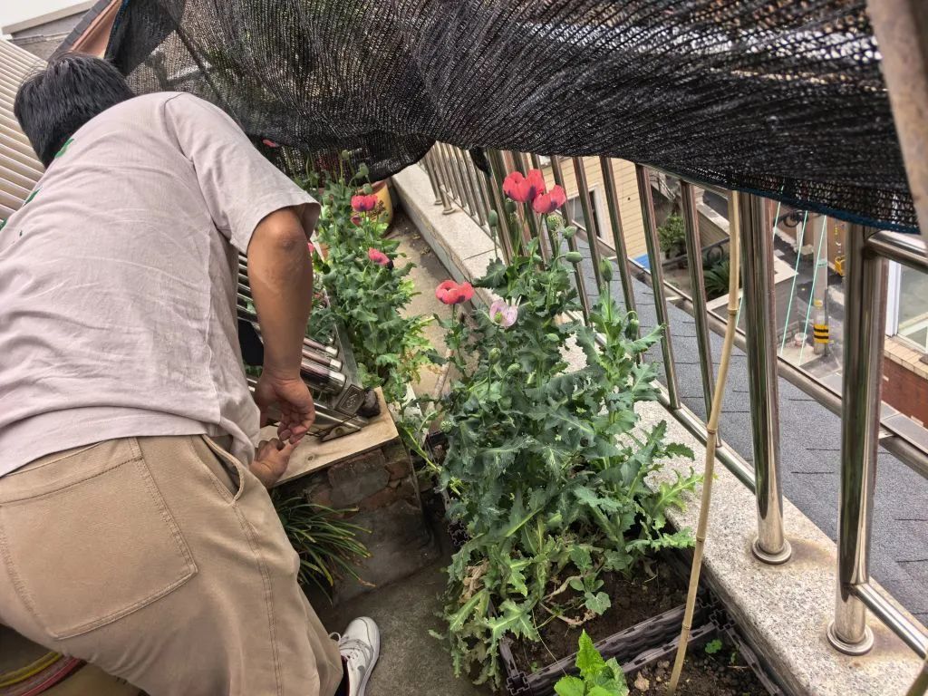 这种花，种不得！看到立即报警