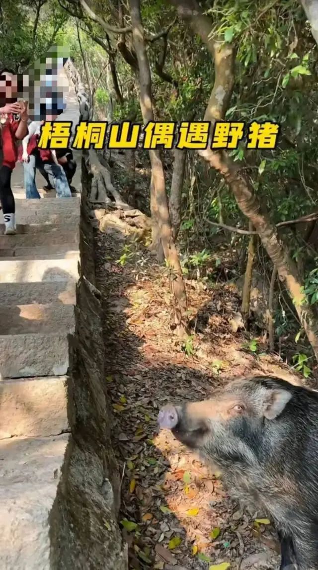 野猪在深圳梧桐山“职业乞讨”，景区回应→