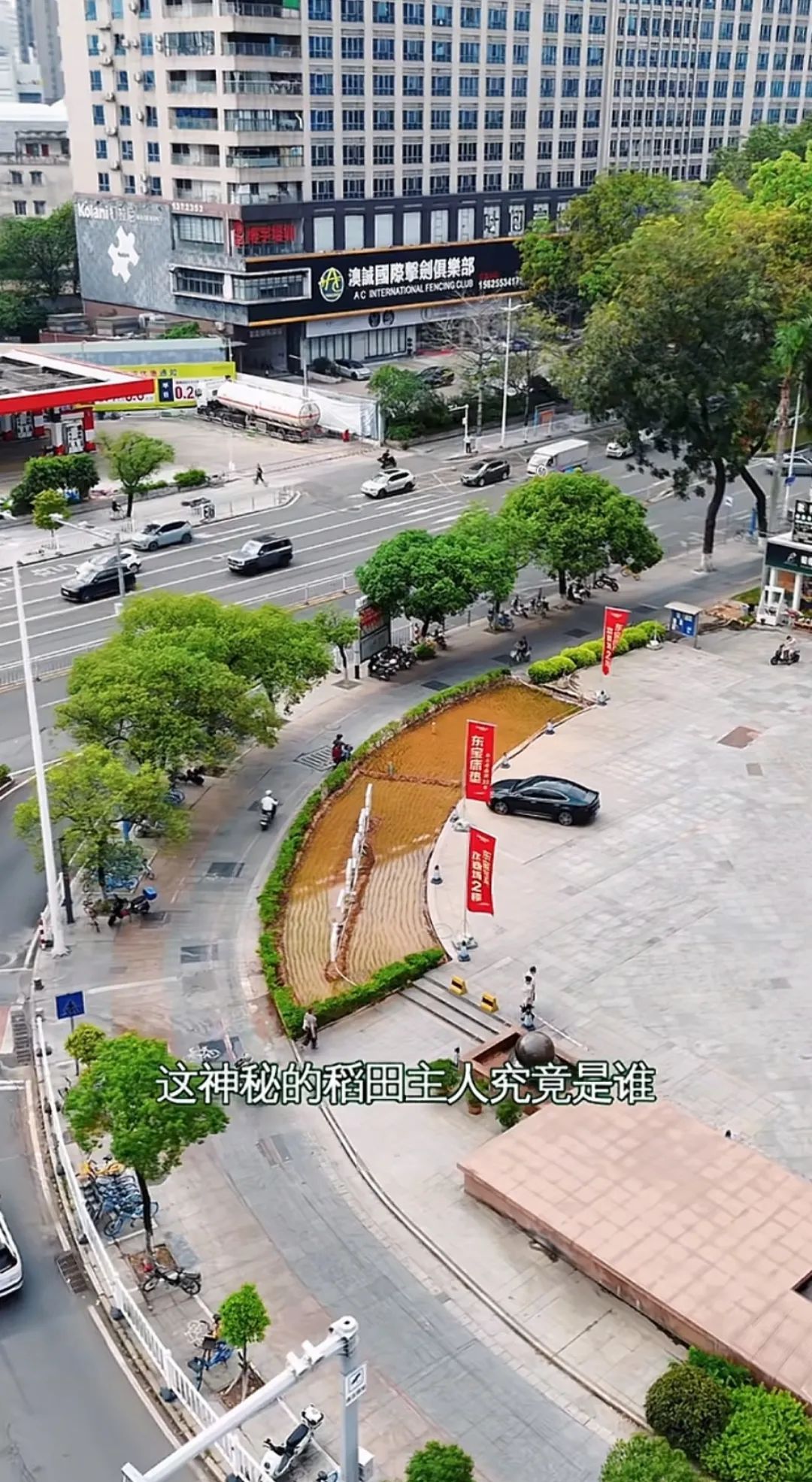 谁种的？东莞闹市区绿化带惊现水稻，家居广场：商户提的建议