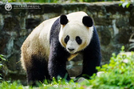 2只大熊猫出差奥地利