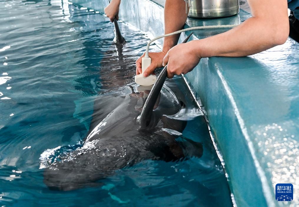 水中精灵的守护者 水中精灵的守护者