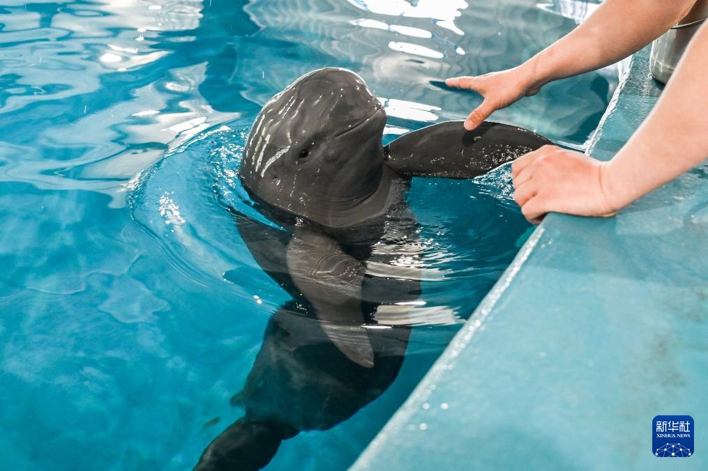 水中精灵的守护者 水中精灵的守护者