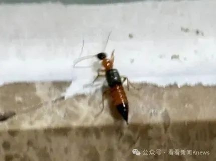 毒液堪比硫酸！ 一地医院已确诊200多例 上海已有人“中招”…医生这样提醒→