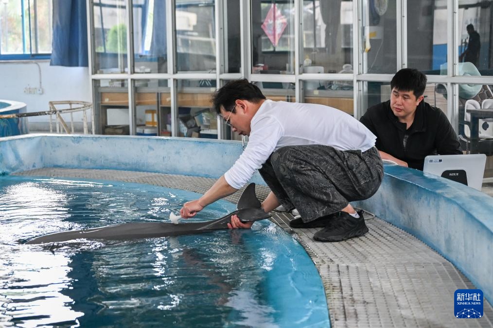 水中精灵的守护者 水中精灵的守护者