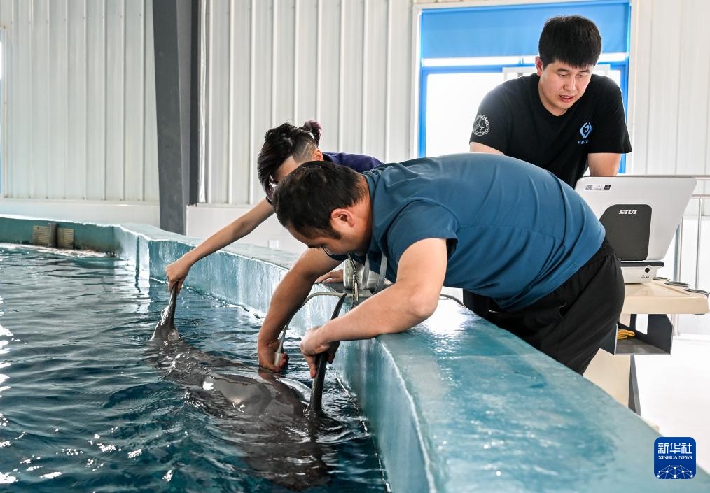 水中精灵的守护者 水中精灵的守护者