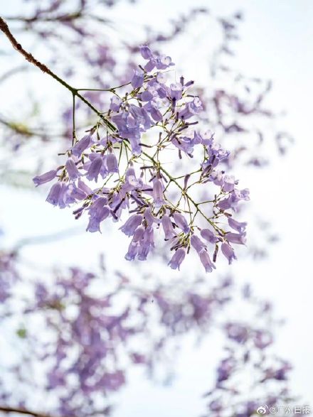 广州蓝花楹惊艳上线