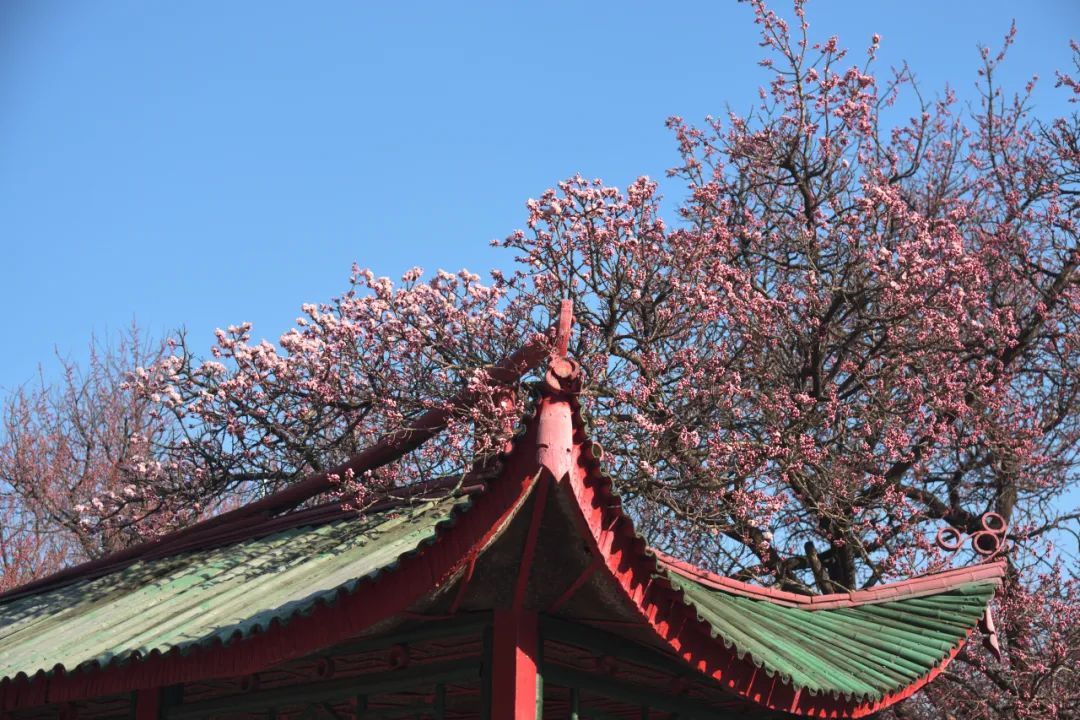 杏花迎来观赏期，哈尔滨这些“花街”开启“美颜模式”