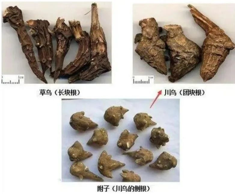 口服0.2mg即可引发中毒，广东街坊要慎重