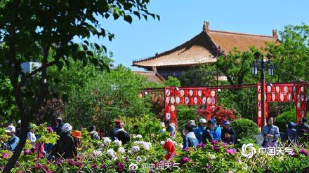 北京景山公园流苏与牡丹同开 一半仙气一半华贵 北京景山公园流苏与牡丹同开 一半仙气一半华贵