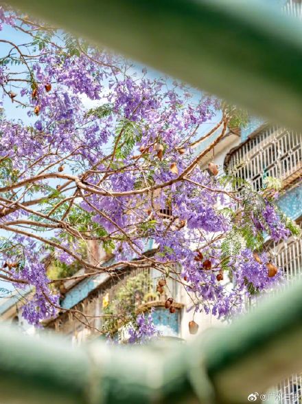 广州蓝花楹惊艳上线