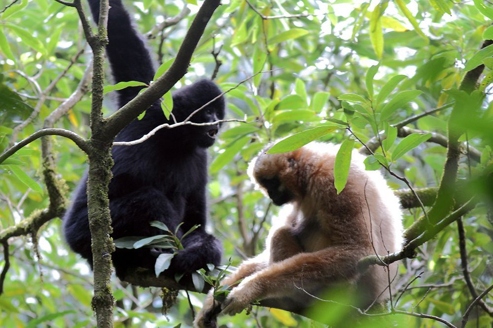 一生“换装”3次,无量山西黑冠长臂猿开启“干饭模式” 一生“换装”3次,无量山西黑冠长臂猿开启“干饭模式”
