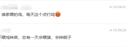 谁家的鸡？凌晨4点打鸣！长沙一小区业主寻找扰民公鸡，物业：在挨家挨户问