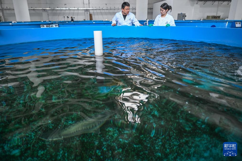 水中精灵的守护者 水中精灵的守护者