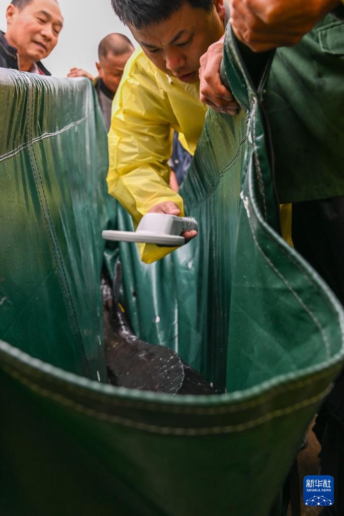 水中精灵的守护者 水中精灵的守护者