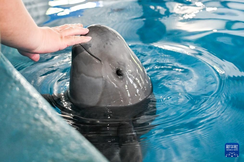 水中精灵的守护者 水中精灵的守护者