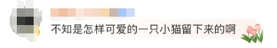 几百年前小猫留下的痕迹曝光！网友：有生之年被一块石头萌到了