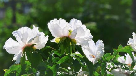 北京景山公园流苏与牡丹同开 一半仙气一半华贵 北京景山公园流苏与牡丹同开 一半仙气一半华贵