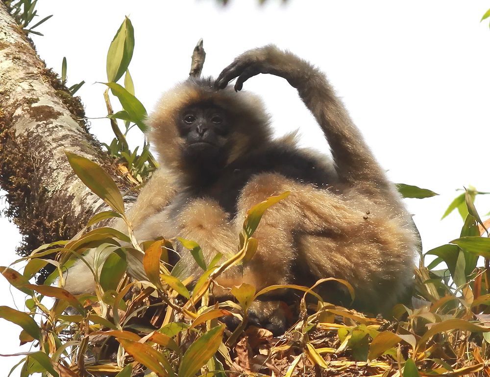 一生“换装”3次,无量山西黑冠长臂猿开启“干饭模式” 一生“换装”3次,无量山西黑冠长臂猿开启“干饭模式”