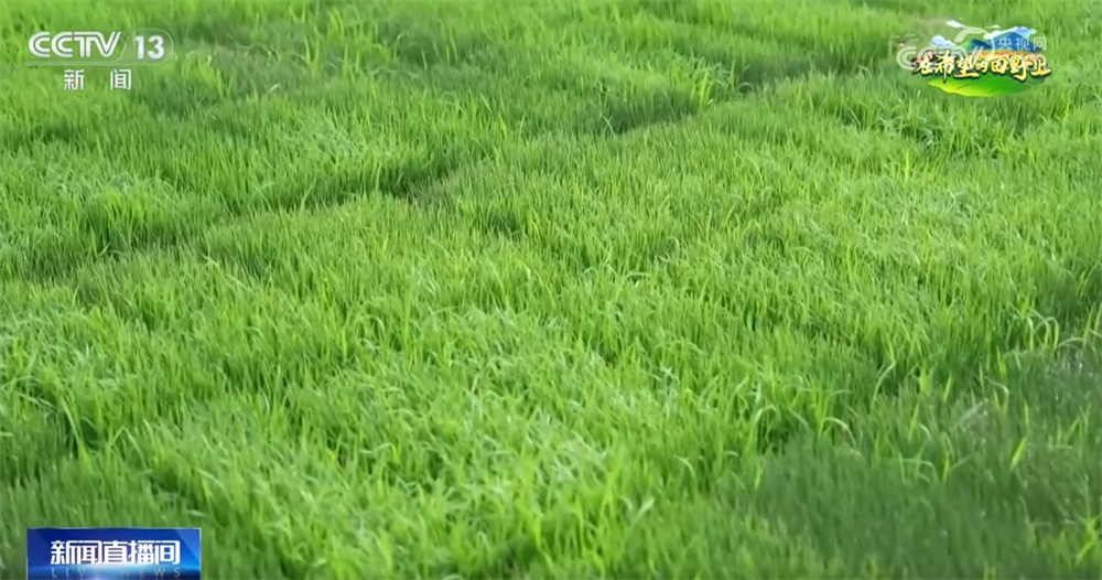 机械化、数字育秧、产业延伸 科技助力为农业生产装上了“智慧大脑” 机械化、数字育秧、产业延伸 科技助力为农业生产装上了“智慧大脑”