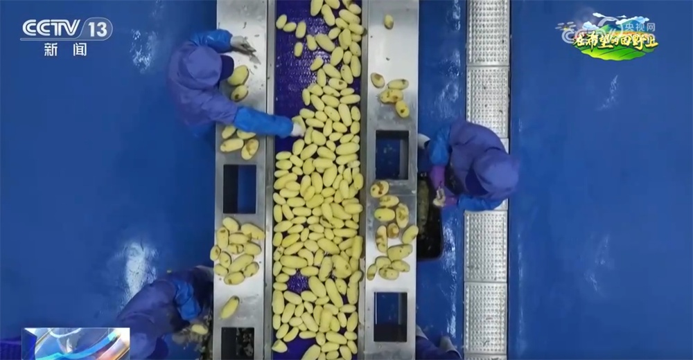 机械化、数字育秧、产业延伸 科技助力为农业生产装上了“智慧大脑” 机械化、数字育秧、产业延伸 科技助力为农业生产装上了“智慧大脑”