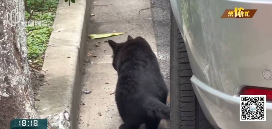 上海阿姨把自己房子让给了流浪猫，自己却租房住楼下？邻居苦透：太臭了！