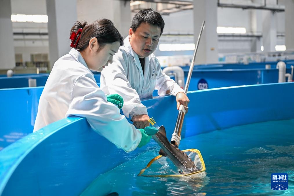 水中精灵的守护者 水中精灵的守护者