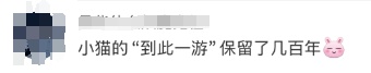 几百年前小猫留下的痕迹曝光！网友：有生之年被一块石头萌到了
