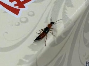毒液堪比硫酸！一地确诊200多例，有人差点毁容，提醒：不要拍