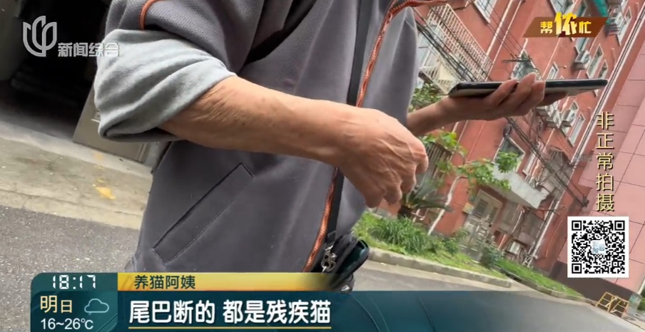 上海阿姨把自己房子让给了流浪猫，自己却租房住楼下？邻居苦透：太臭了！