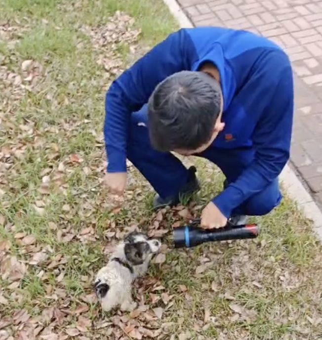 小狗被益阳消防从下水道救出后喜获“编制”，消防员：成团宠，不会训练成搜救犬