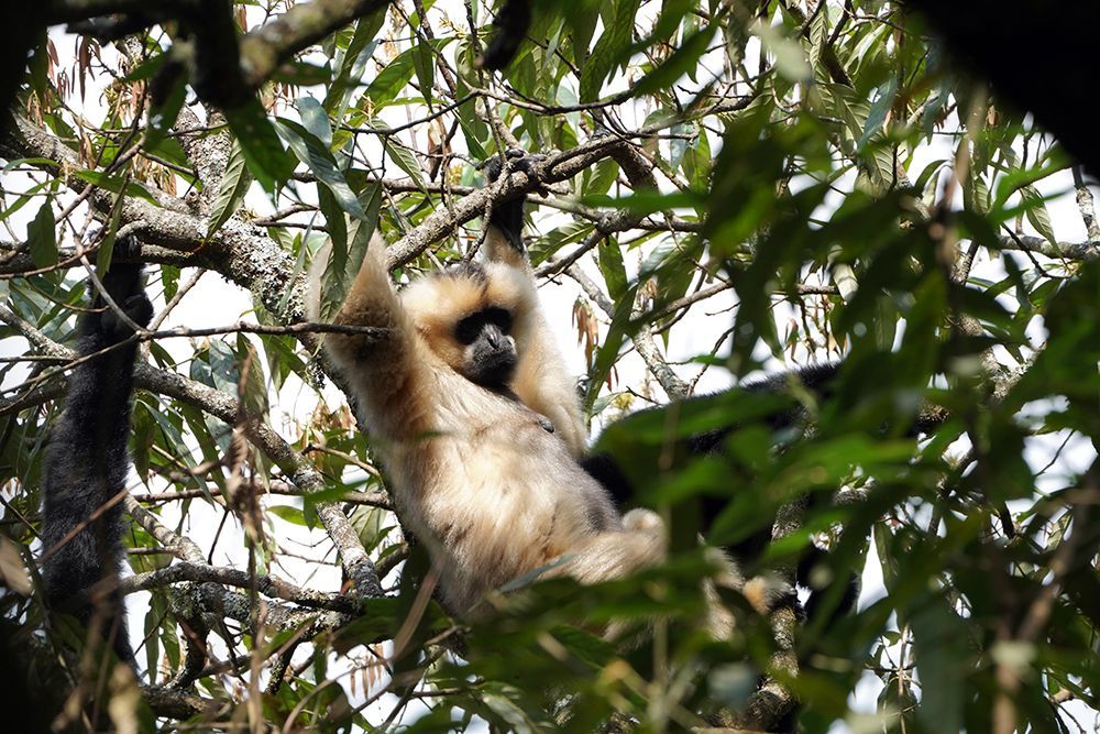 一生“换装”3次,无量山西黑冠长臂猿开启“干饭模式” 一生“换装”3次,无量山西黑冠长臂猿开启“干饭模式”