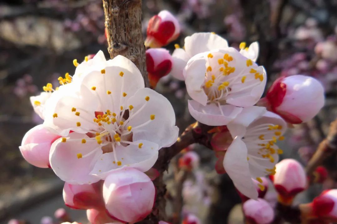 杏花迎来观赏期，哈尔滨这些“花街”开启“美颜模式”