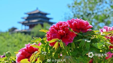 北京景山公园流苏与牡丹同开 一半仙气一半华贵 北京景山公园流苏与牡丹同开 一半仙气一半华贵