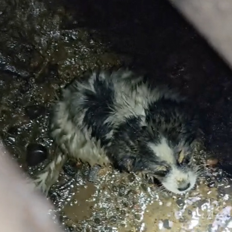 小狗被益阳消防从下水道救出后喜获“编制”，消防员：成团宠，不会训练成搜救犬