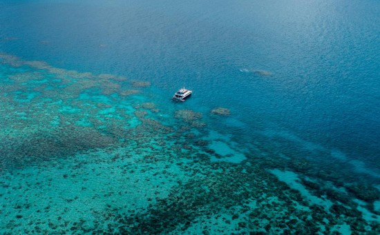 全球逾八成珊瑚白化 全球逾八成珊瑚白化