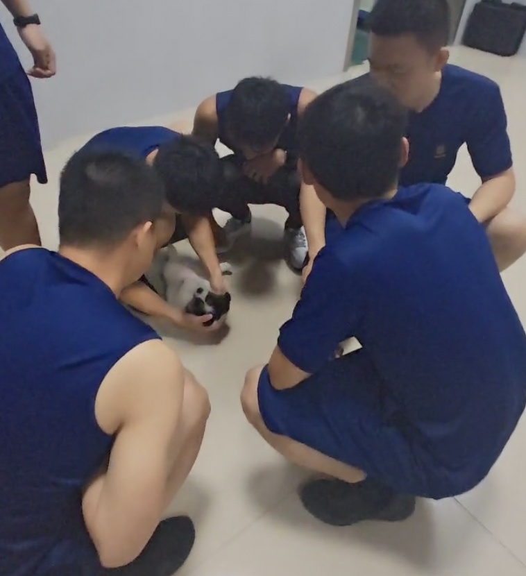 小狗被益阳消防从下水道救出后喜获“编制”，消防员：成团宠，不会训练成搜救犬