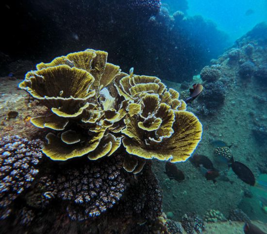 全球逾八成珊瑚白化 全球逾八成珊瑚白化