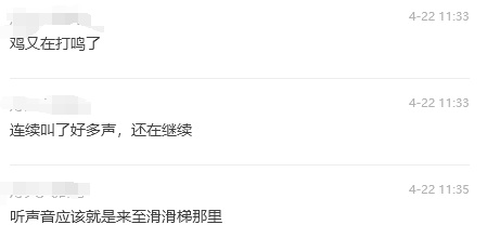 谁家的鸡？凌晨4点打鸣！长沙一小区业主寻找扰民公鸡，物业：在挨家挨户问