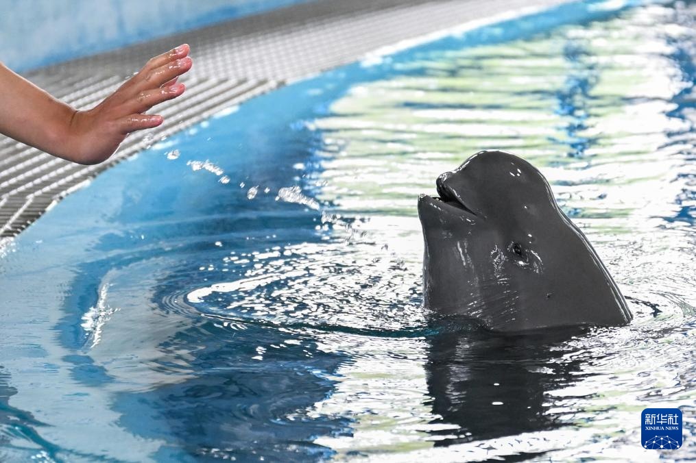 水中精灵的守护者 水中精灵的守护者