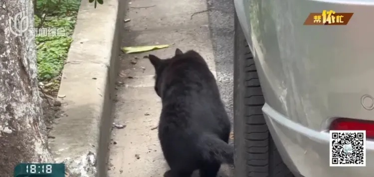 阿姨为猫让房，自己却租房住楼下？邻居苦透：太臭了！