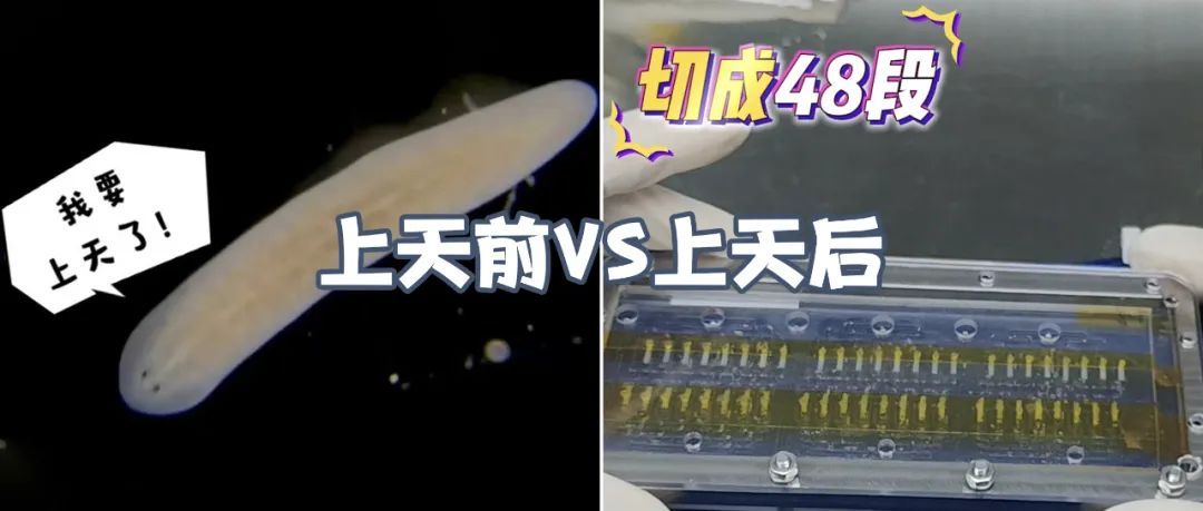 “生物界孙悟空”,首次上太空! “生物界孙悟空”,首次上太空!