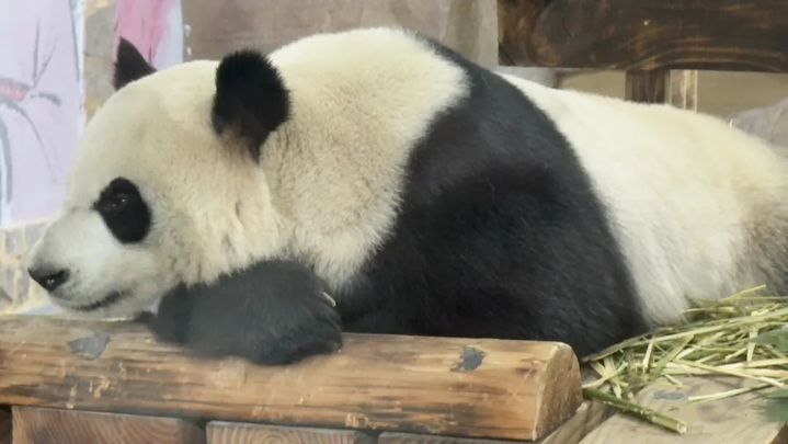 萌翻了！大熊猫“渝宝”“加悦悦”在无锡正式亮相