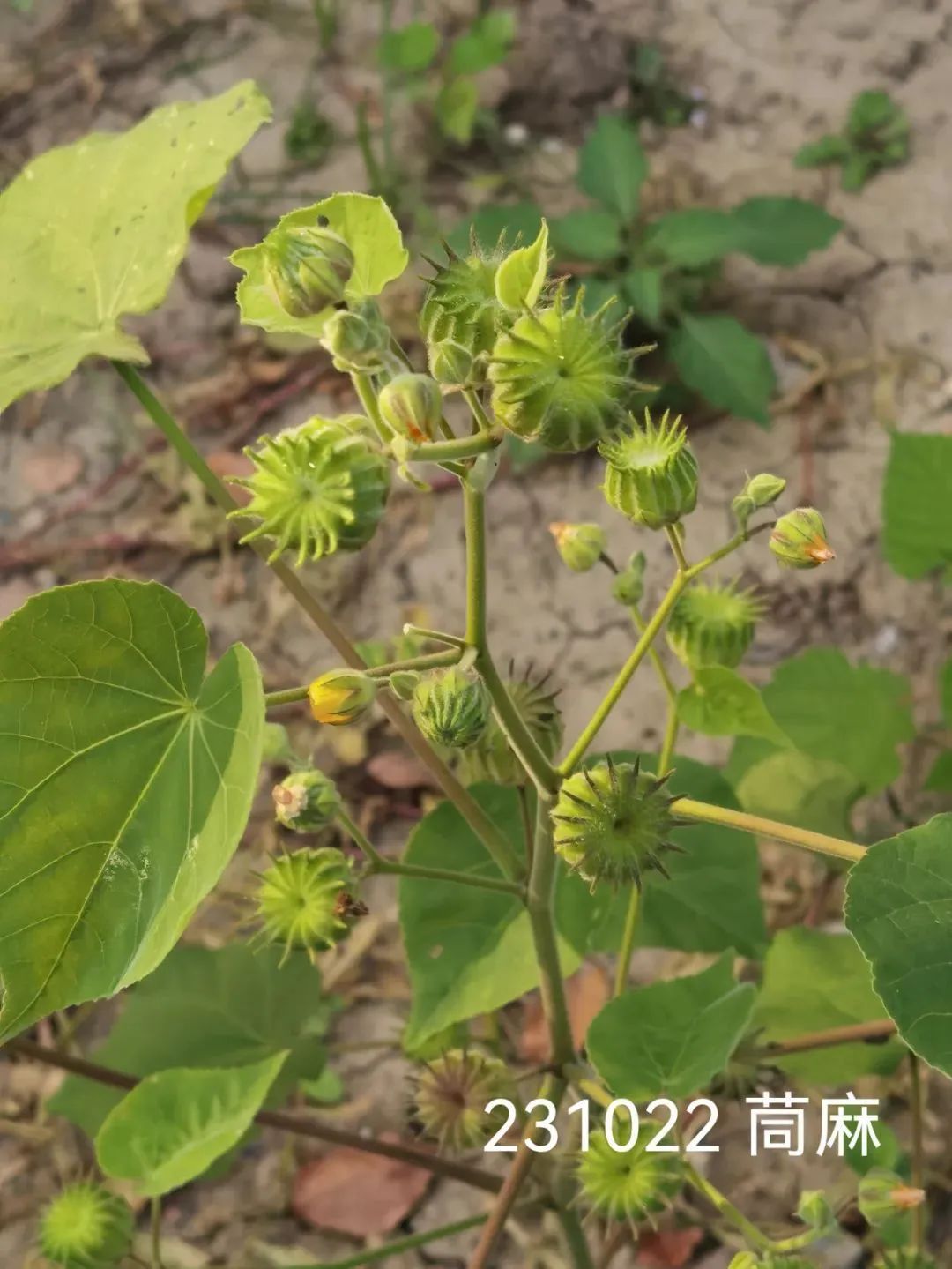 盘点那些被读错的植物 | 槿麻、苎麻、苘麻:没有更难认,只有最难认! 盘点那些被读错的植物 | 槿麻、苎麻、苘麻:没有更难认,只有最难认!